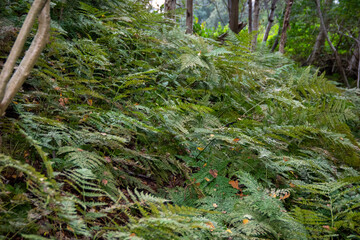 green moss on the tree