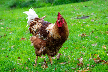 rooster in the grass
