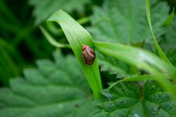 beetle on a flower