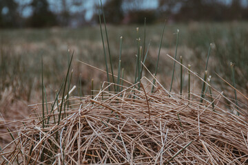 reeds in the water