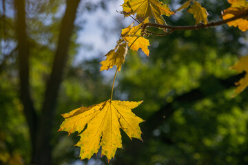 autumn leaves in the forest