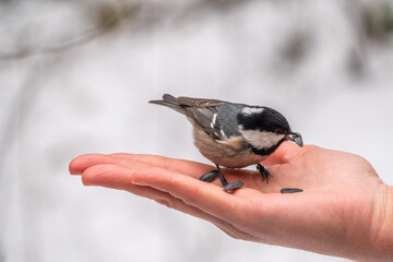 The coal tit eats seeds from a hand