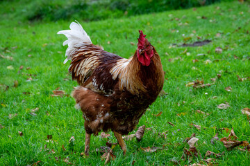 chicken