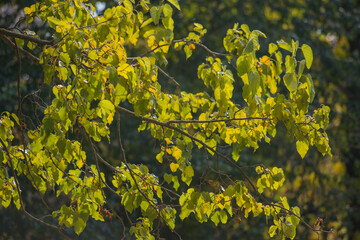 yellow leaves on the tree
