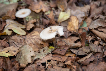 mushrooms in the forest