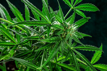 Cannabis plant, almost ready for harvest, on a dark background. Marijuana flowers with yellow stigmas and green leaves. Cultivating cannabis