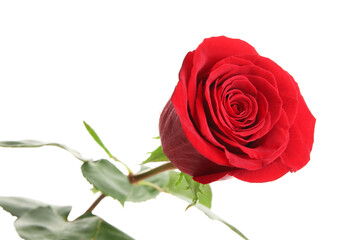 Beautiful red rose isolated on white background