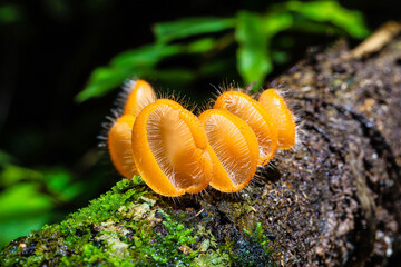 Cookeina tricholoma(Mont.),          the strange of mushroom in the rainy season in tropical forest.