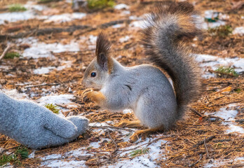 A squirrel in the winter or autumn eats nuts from a human hand. Caring for animals in winter or autumn.
