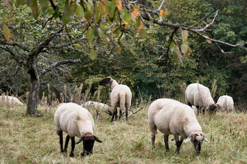 Obraz na płótnie Canvas Flock of sheep grazing in pasture with trees in the background.