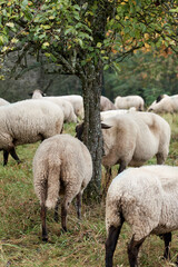 Flock of sheep grazing under a tree in the pasture.