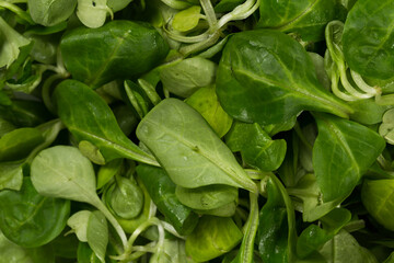 mache lettuce green salad