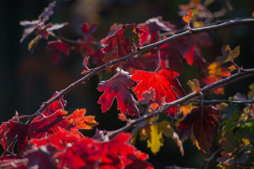 red autumn leaves
