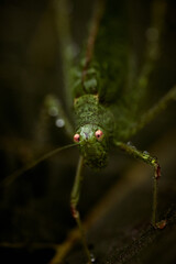 Macro close-up of green speckled bush cricket (Leptophyes punctatissima)
