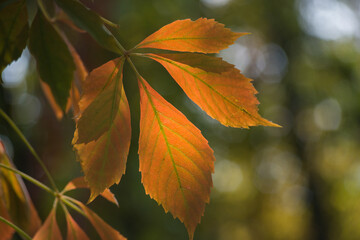 Obraz premium autumn leaves background