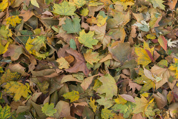 autumn leaves background