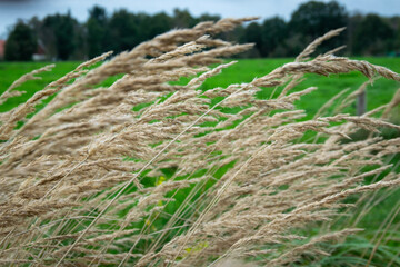 field of wheat