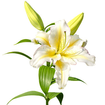 Close-up of the Asterion lily flower. Isolated on a white background. Petals of a bright large white-yellow lily flower