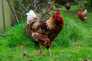 range chicken