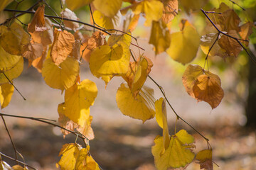 yellow autumn leaves
