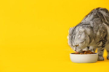 Cute cat eating food from bowl on color background