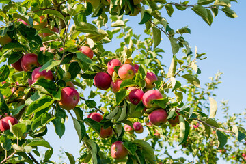 Red apples on a branch against the sky, close up, copy space