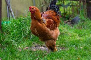 range chicken