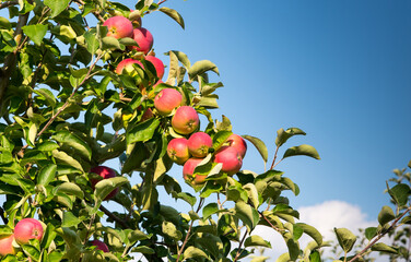 Red apples on a branch against the sky, close up, copy space