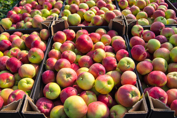 Red apples packing in boxes, container, close-up, copy space