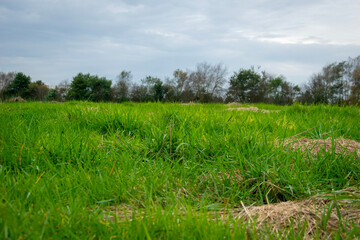grass and sky