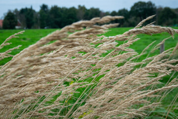 grass in the field
