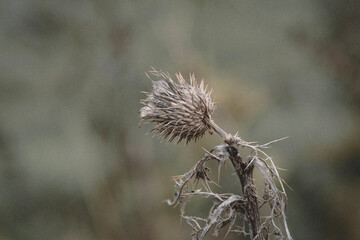 thistle on a field
