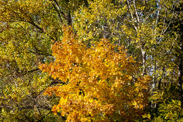The golden foliage of the trees of the autumn forest against the background of a bright blue sky.