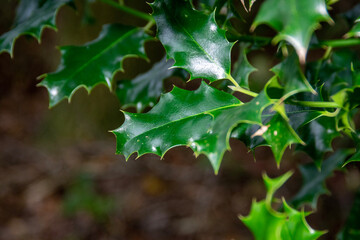 leaves of a maple