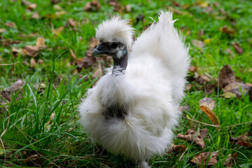 chicken in grass
