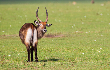 Defassa Waterbuck looks back across the Masai Mara, Kenya