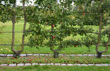 apple trees grown in flat vertical palmettes. branching at sharp angles. a strip of flowerbed with...