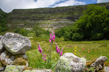 Gentiana lutea, medicinal plant in Spain