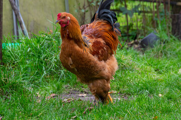 range chicken