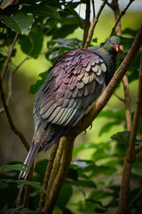 New Zealand wood pigeon, Kereru
