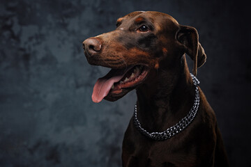 Single domestic doggy with silver collar against dark background