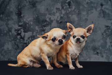 Couple of petite chihuahua dogs against dark background