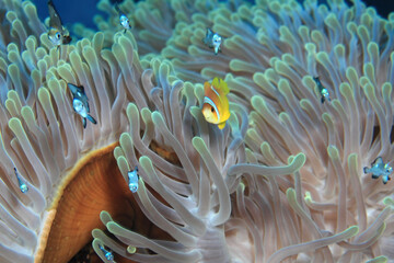 Sea Anemone and Clownfish, Red Sea.