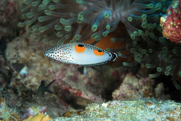 Sea Anemone and Clownfish, Red Sea.