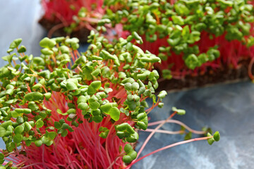 Fresh organic micro green on blue background, closeup