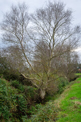 Fototapeta premium tree in the forest