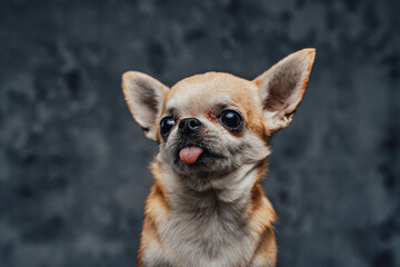 Fototapeta na wymiar Headshot of tiny chihuahua doggy against dark background