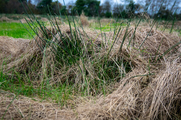 hay bale in the field