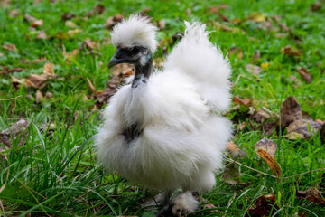 white chicken