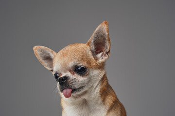 Amusing petite dog chihuahua breed against gray background